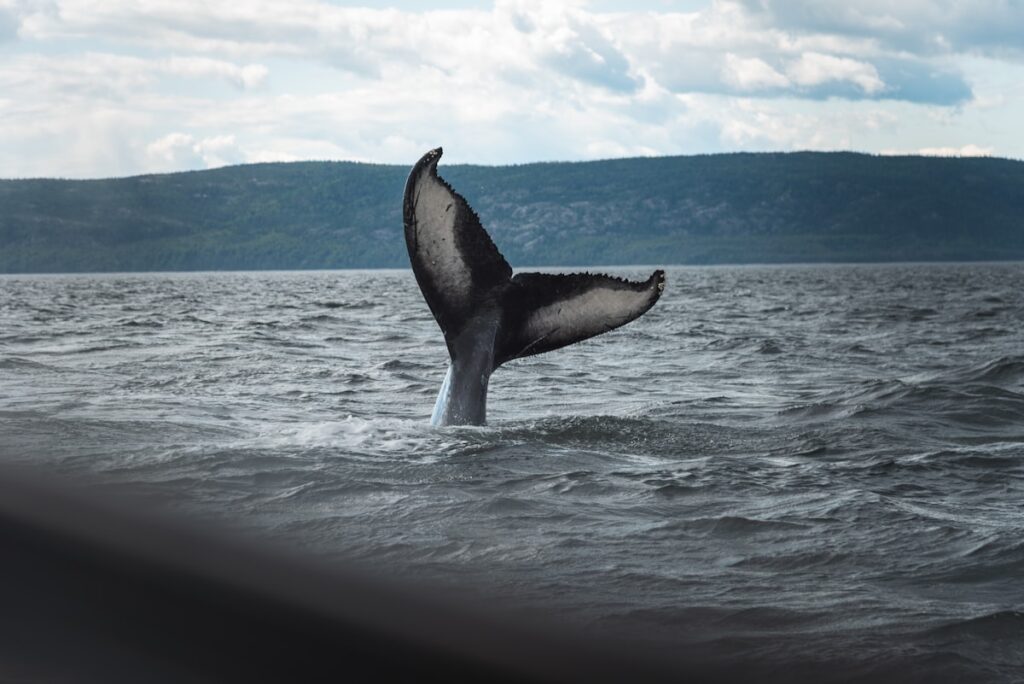 Baleine à bosse effectuant un saut spectaculaire hors de l'eau