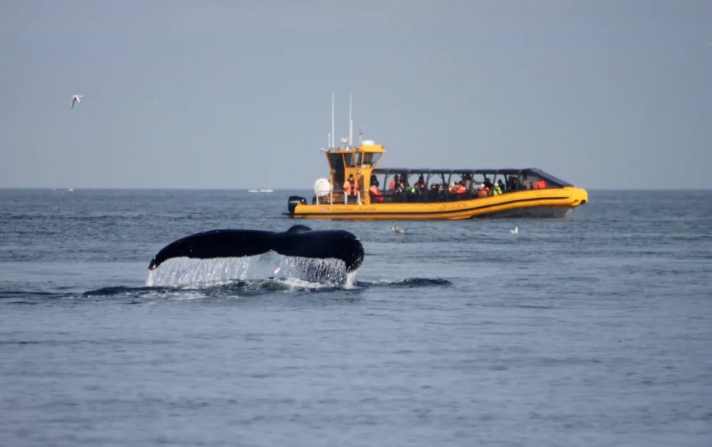 Croisière aux baleines à Tadoussac avec Croisières AML : notre road trip jusqu&rsquo;au fjord du Saguenay