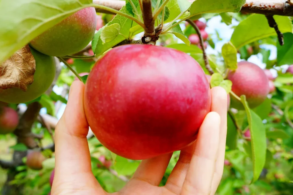 Main qui cueille une pomme McIntosh bien rouge sur un pommier, en autocueillette à Saint-Joseph-du-Lac