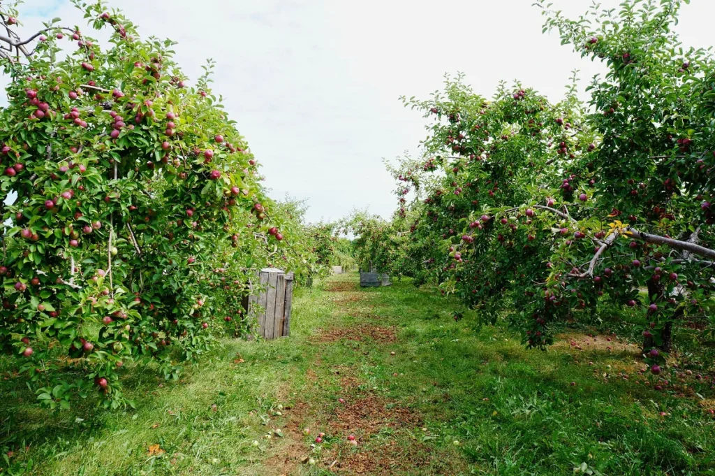 Allée d'autocueillette entre des pommiers chargés de pommes rouges dans un verger de Saint-Joseph-du-Lac