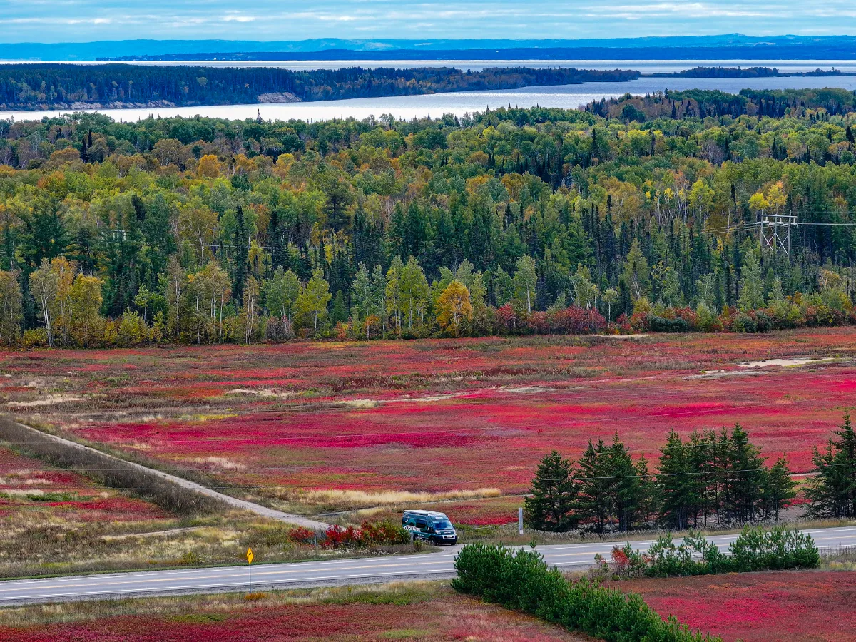 Bleuetière rouge bordée de forêt boréale au Lac-Saint-Jean