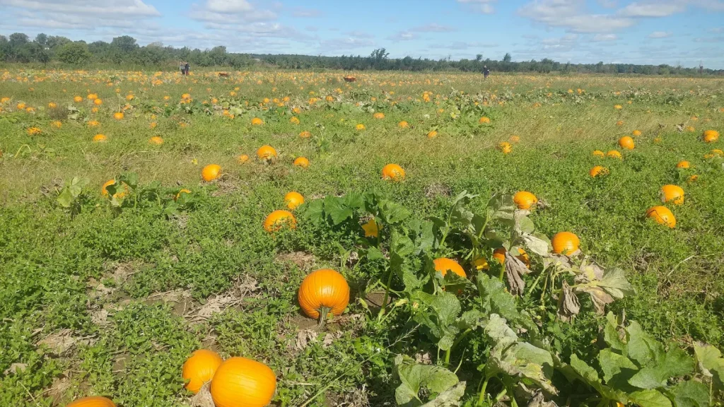 Champ de citrouilles orange en septembre à Saint-Joseph-du-Lac, sur le Chemin du Terroir