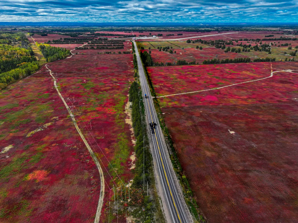 Champs de bleuets sauvages devenus rouges à l'automne à Saint-Félicien