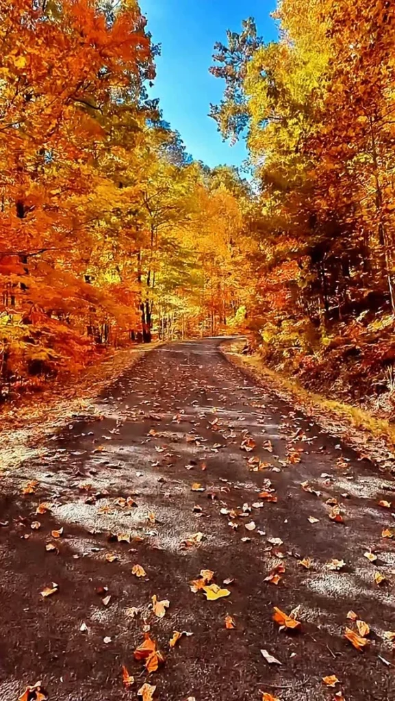 Chemin forestier couvert de feuilles d'automne