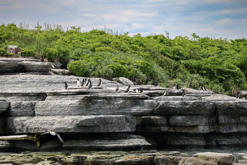 Oiseaux marins sur les rochers calcaires de l'archipel de Mingan, au retour de l'Expédition 51