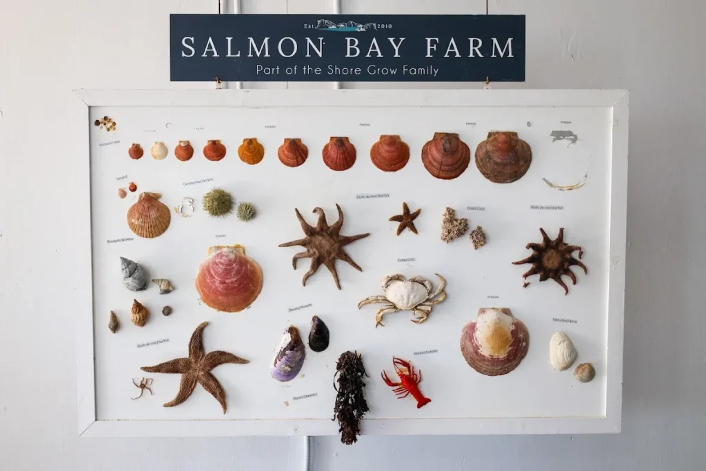 Présentoir de coquillages et d'espèces marines à Salmon Bay Farm, en Basse-Côte-Nord