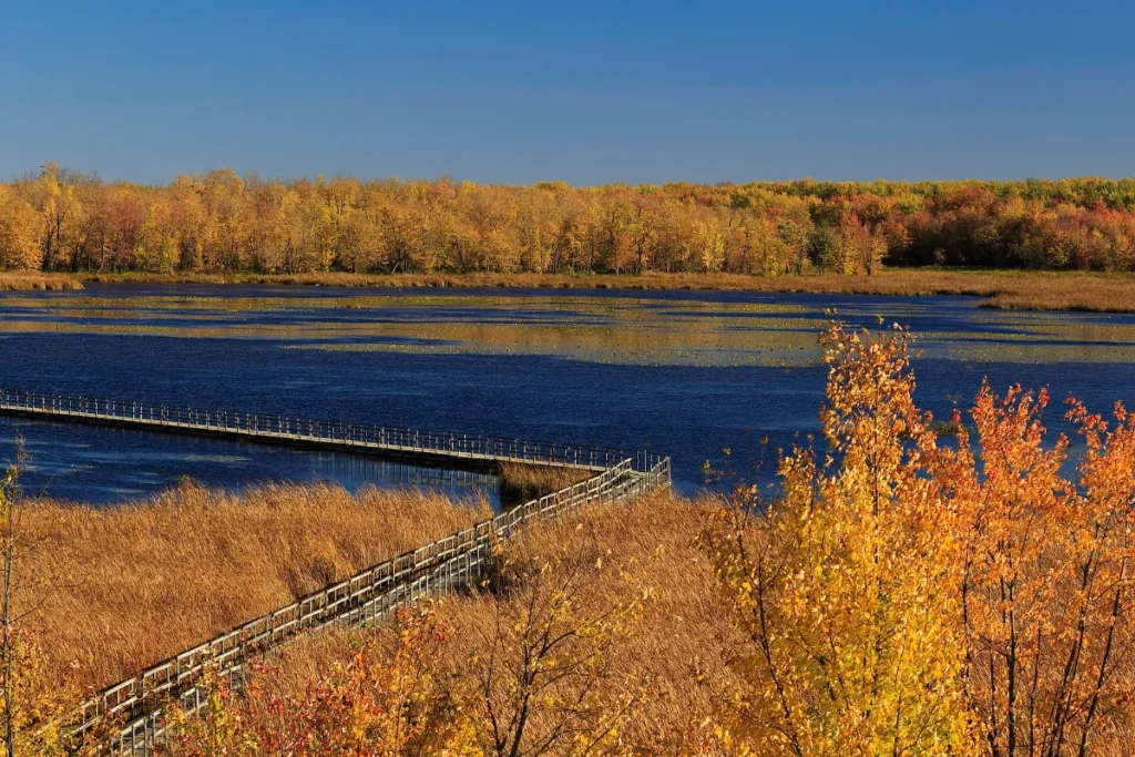 Marais du parc national d'Oka en octobre, avec un trottoir de bois et des arbres aux couleurs d'automne