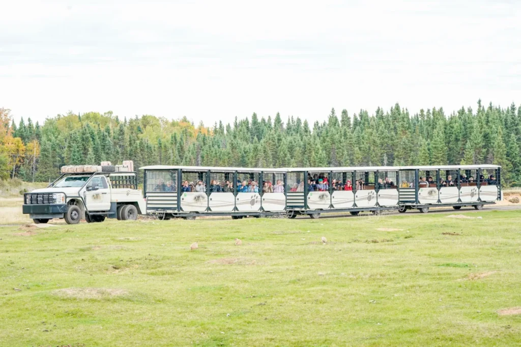 Road trip au Québec au Lac-Saint-Jean : le petit train du Zoo sauvage de Saint-Félicien en début d'automne